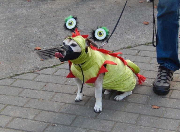 Hond in een kostuum tijdens een Halloweenwandeling