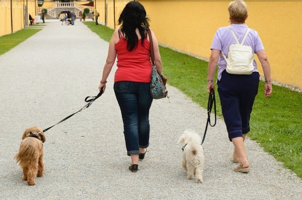 Twee mensen wandelen met hun honden