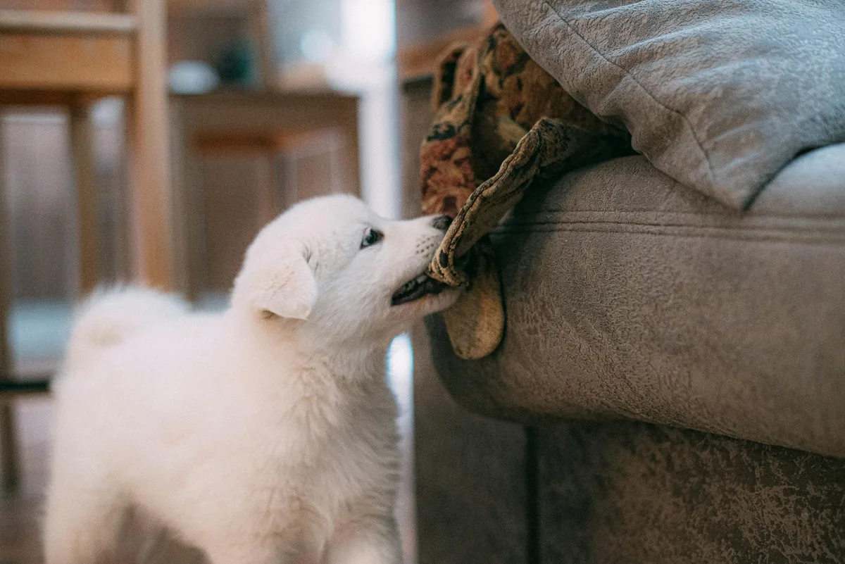 Witte pup trekt aan een doek op een fauteuil