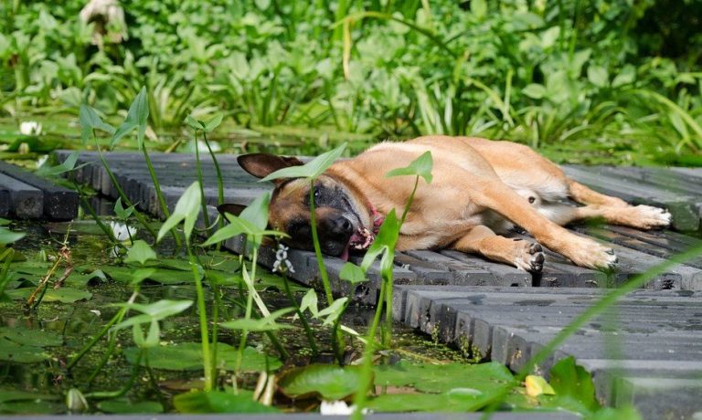 Hond rust buiten op een houten vlonder
