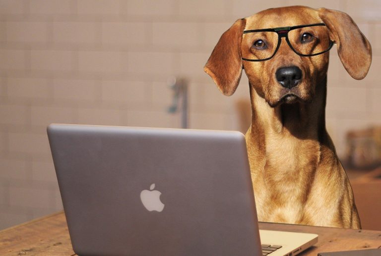 Hond met bril achter een laptop