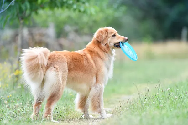 Hond houdt een blauwe frisbee vast op een grasveld