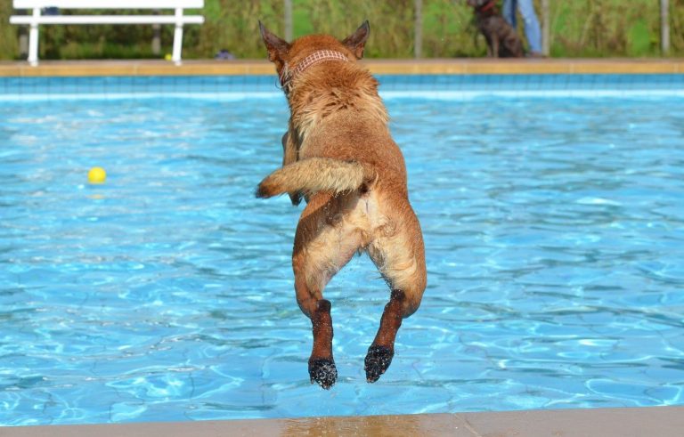 Hond springt vanaf de rand naar een zwembad