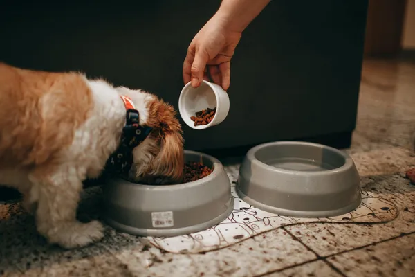 Hond eet uit een voerbak terwijl iemand brokken toevoegt