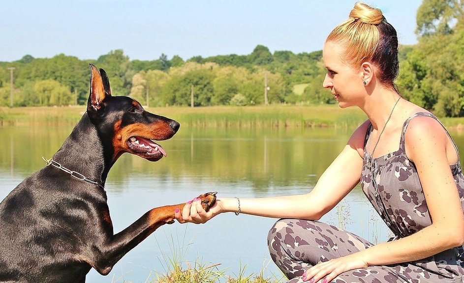 Vrouw geeft een hond een pootcommando
