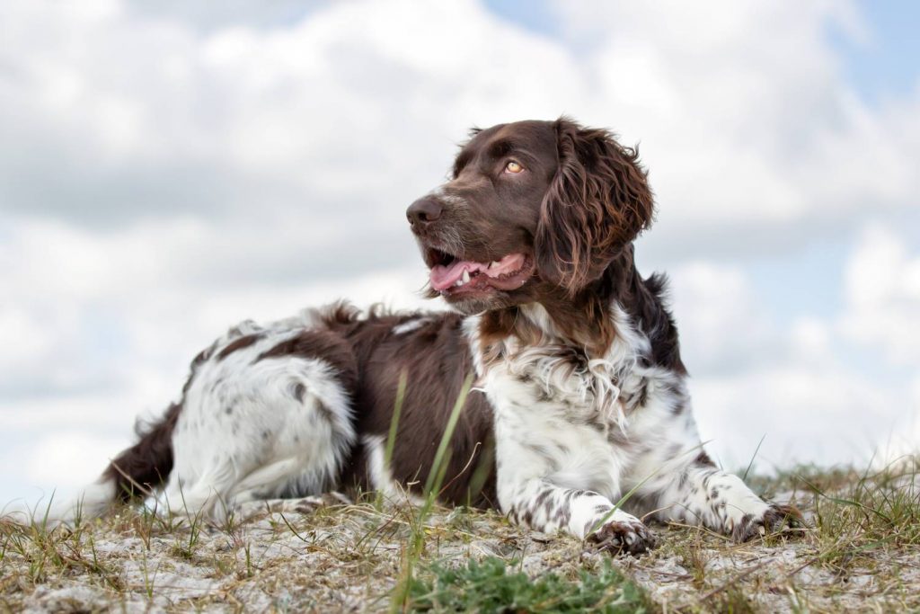 Hond ligt buiten op een heuvel
