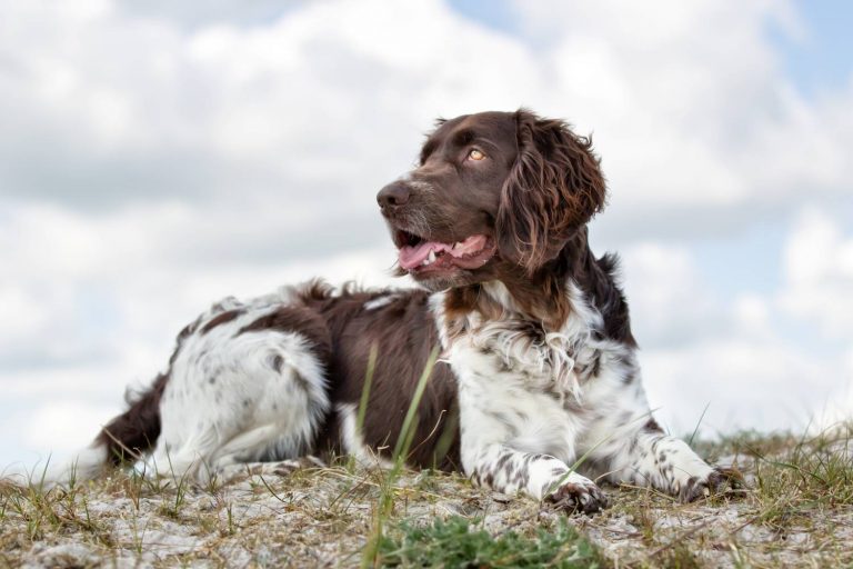 Hond ligt buiten op een heuvel