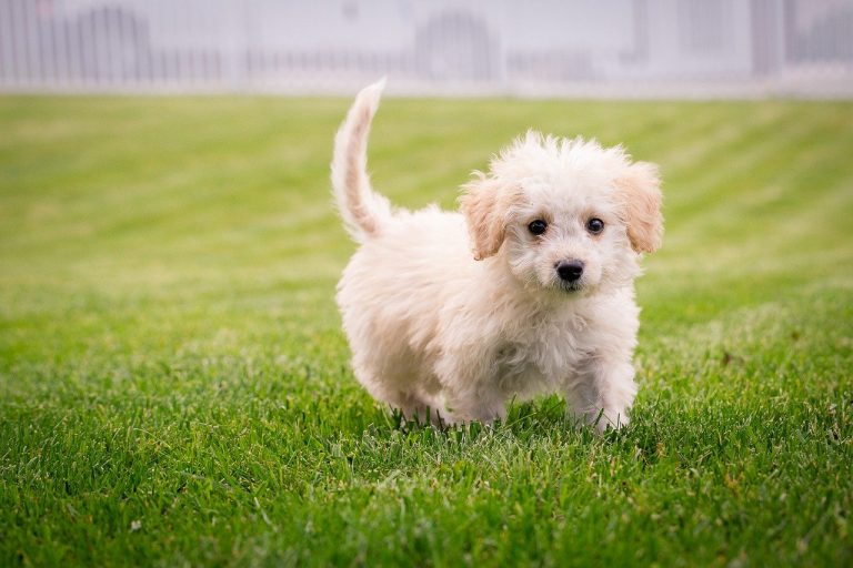 Kleine pup loopt door het gras
