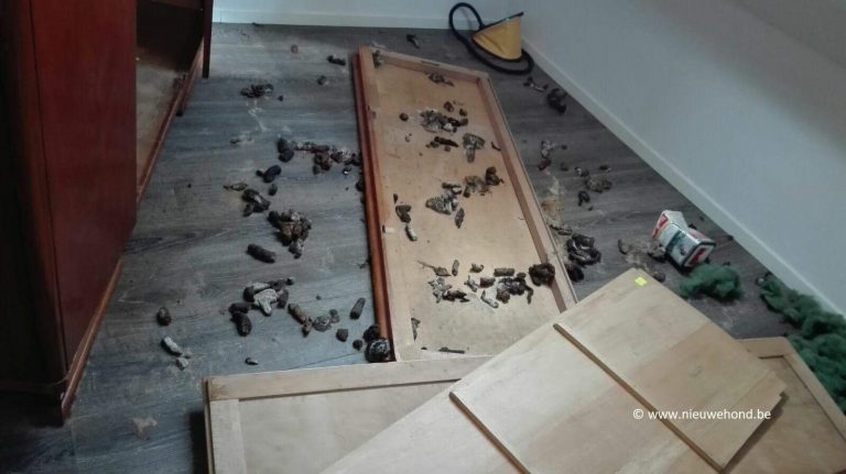 Oorspronkelijke foto van de leefomgeving uit het nieuwsbericht