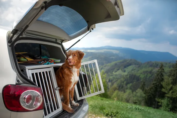 Hond bij een reisbench in de kofferbak van een auto