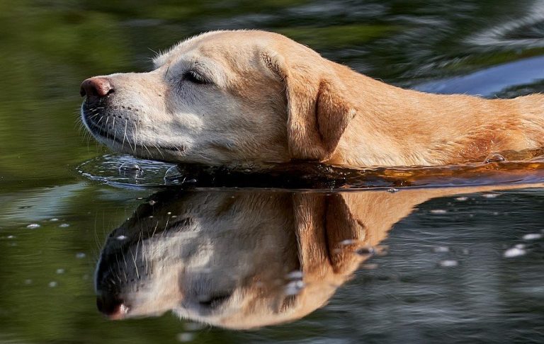 Hond zwemt met zijn hoofd boven water