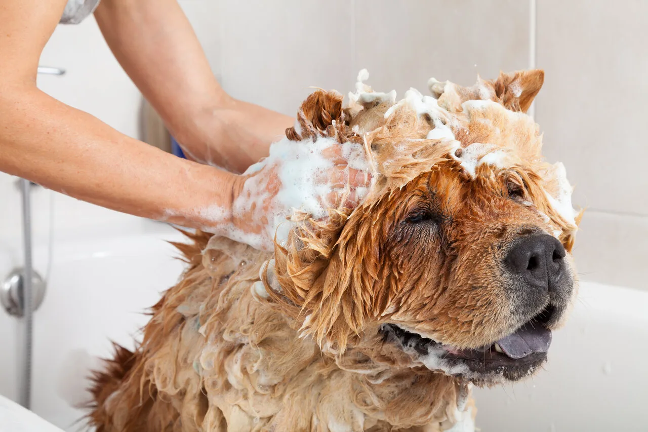 Een hond wordt met shampoo gewassen