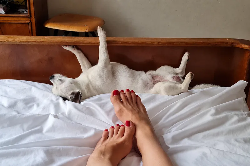 Witte hond ligt ontspannen op zijn rug in bed terwijl zijn baasje nog even blijft liggen.