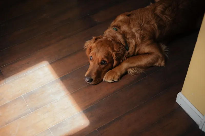 Golden retriever ligt ontspannen op een donkere houten vloer.