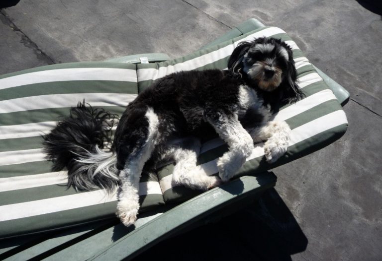 Hond rust op een ligstoel buiten