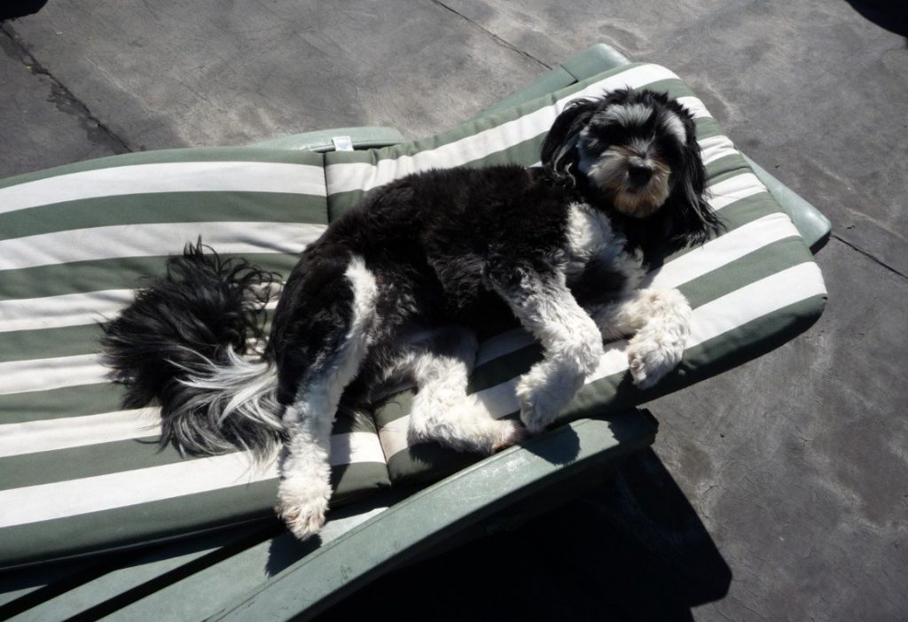 Hond rust op een ligstoel buiten
