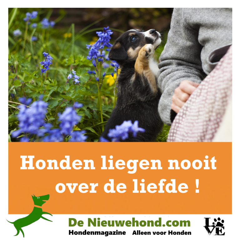 Spreuk: honden liegen nooit over de liefde