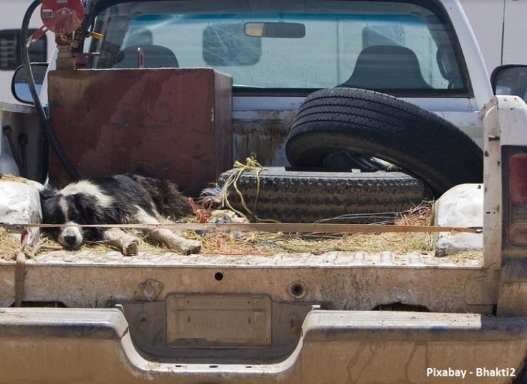 Hond op de laadbak van een terreinwagen