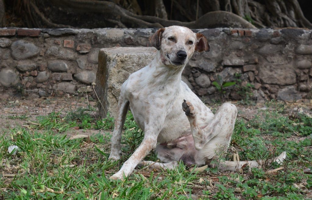 Hond krabt zich met een achterpoot