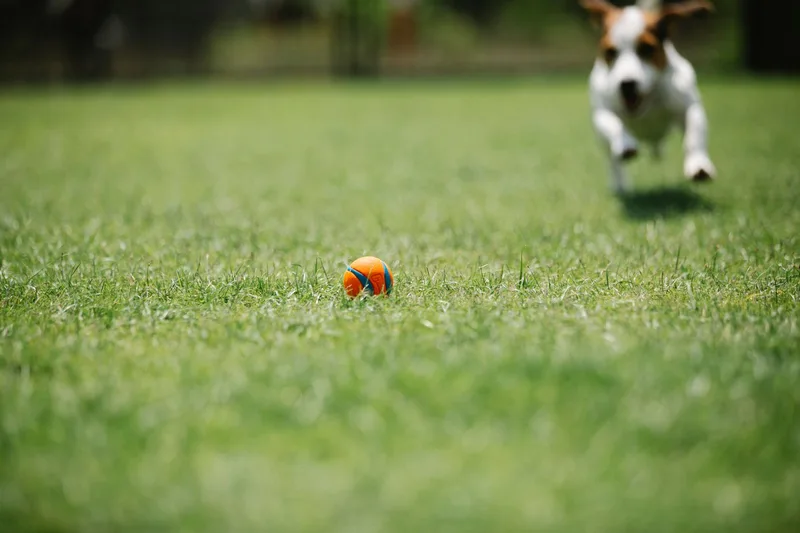 Hond rent over het gras naar een oranje en blauwe bal
