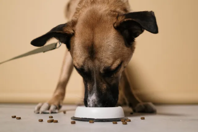 Bruine hond eet uit een witte voerbak met hondenbrokken ernaast