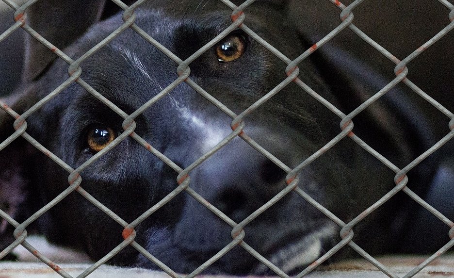 Hond achter een hek bij het oorspronkelijke nieuwsbericht