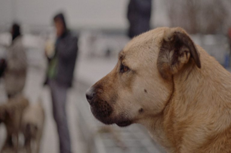 Scène uit de documentaire Stray