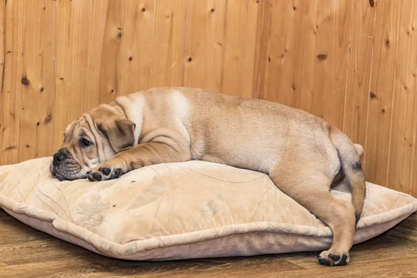 Bruine hond ligt op een beige hondenkussen