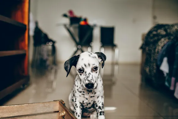 Gevlekte pup zit op de vloer in een woonkamer