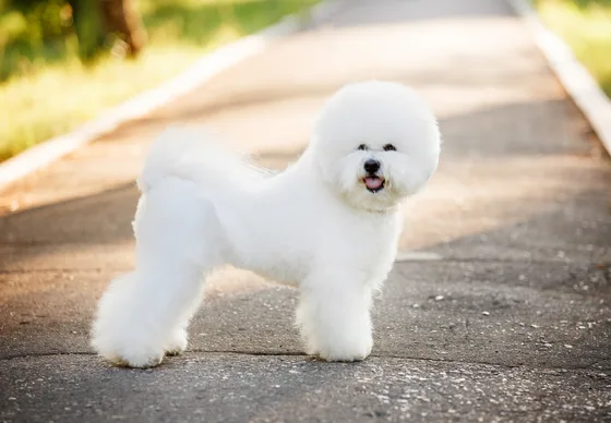 Witte Bichon Frisé staat op een pad