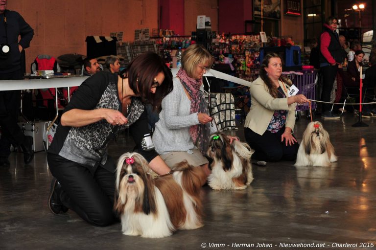 Honden en begeleiders op een hondenshow