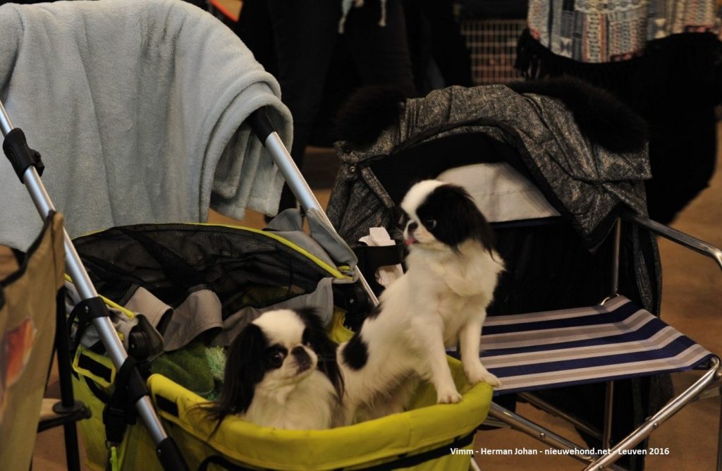 Honden in transportwagens bij een hondenshow