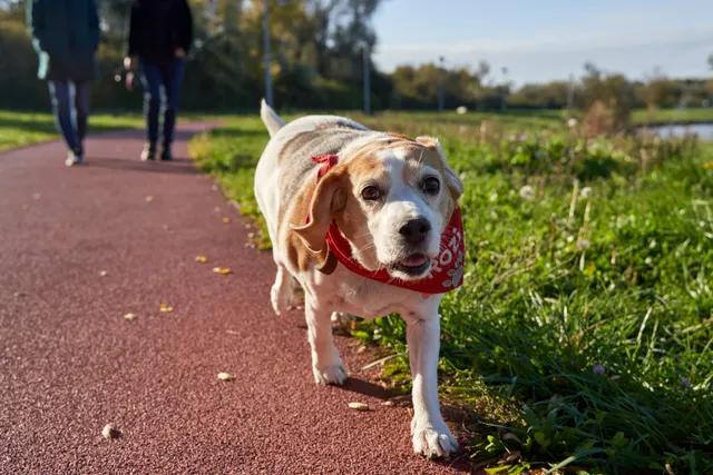 Beagle met een rode halsdoek wandelt met twee mensen door een zonnig park