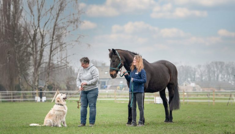 Begeleiders met een hulphond en een paard
