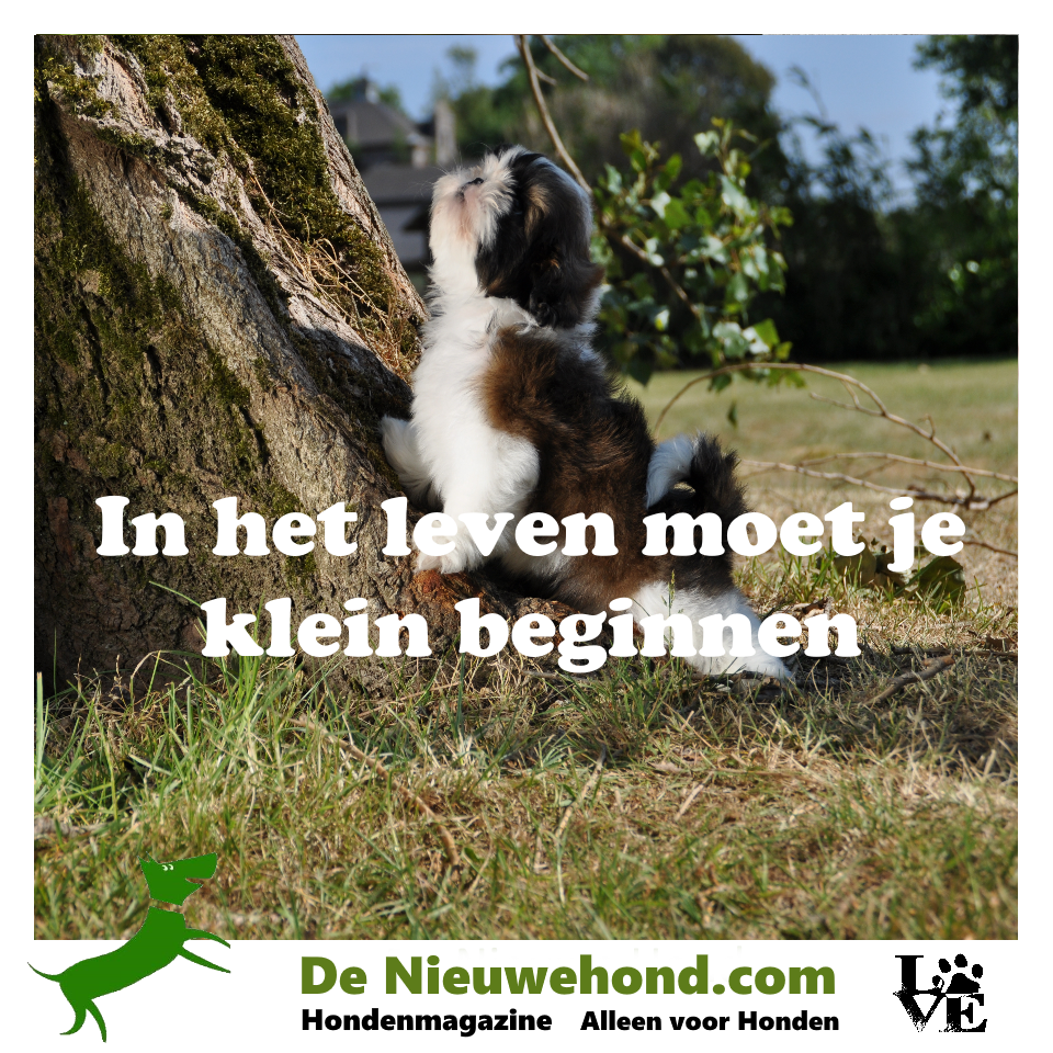 Spreuk: in het leven moet je klein beginnen