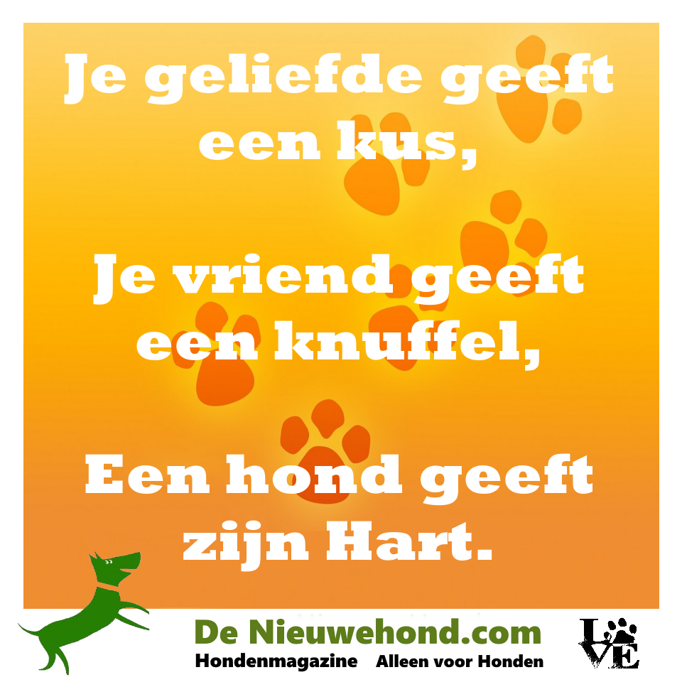 Spreuk: een hond geeft je zijn hart