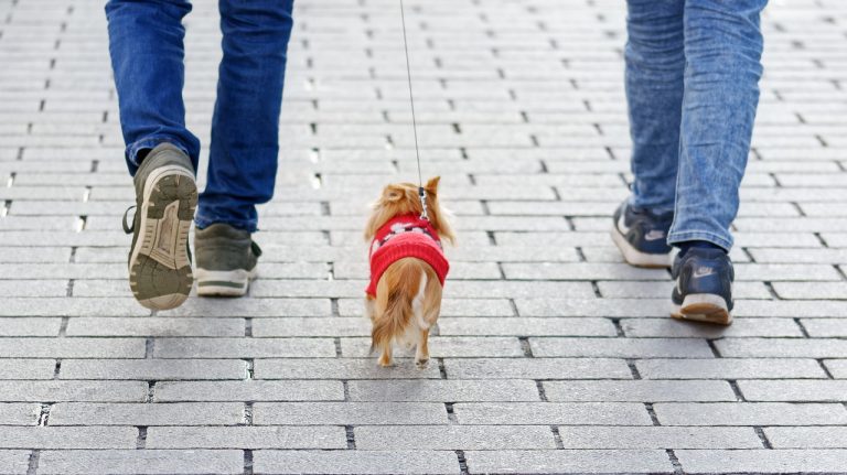 Twee mensen wandelen met een kleine hond