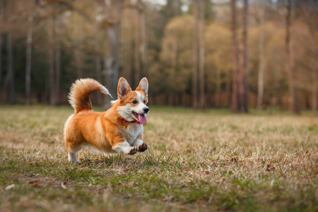 Corgi rent door een open bos