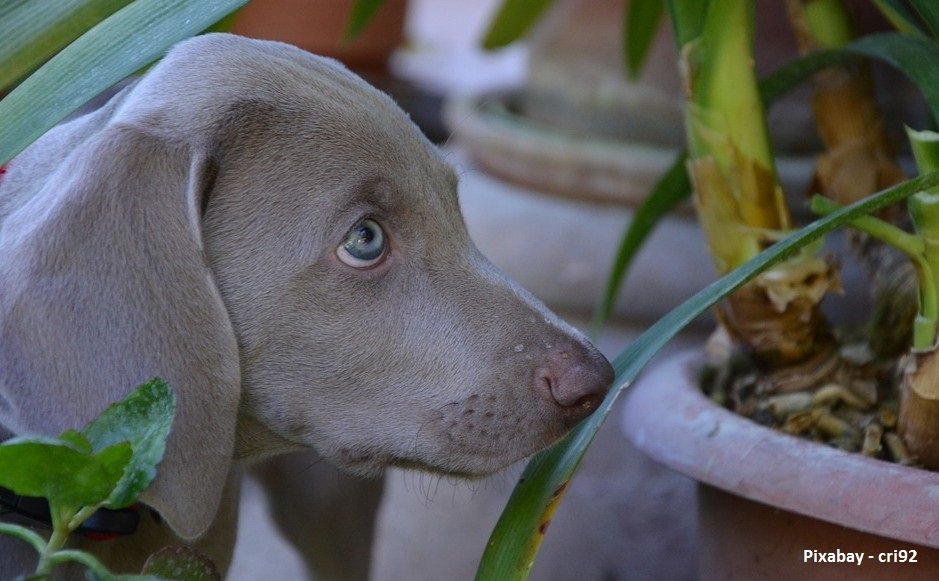 Grijze hond staat tussen kamerplanten