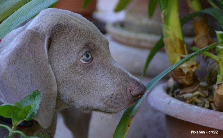 Grijze hond staat tussen kamerplanten