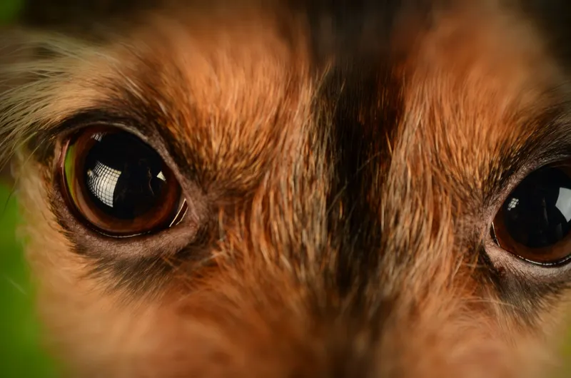 Close-up van de bruine ogen van een hond.