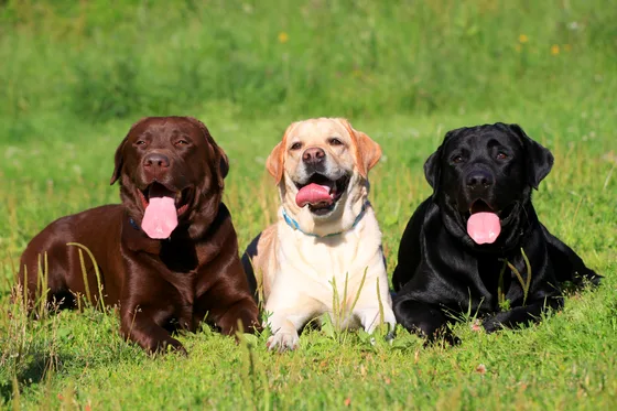 Drie Labradors met bruine, gele en zwarte vacht liggen in het gras