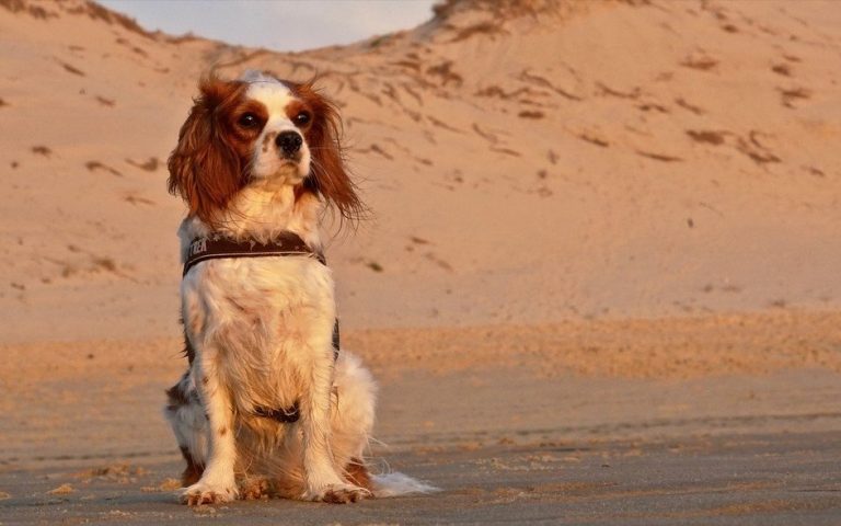 Kleine hond zit op een zandstrand