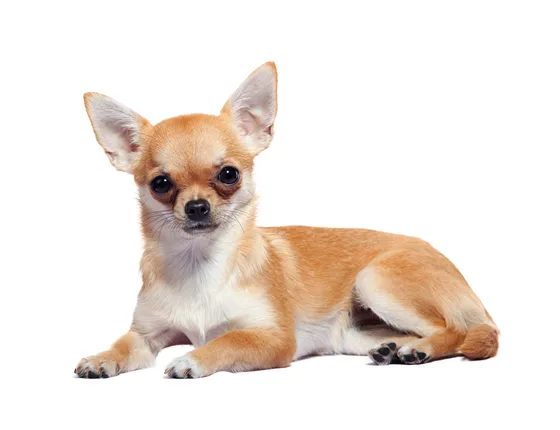 Lichtbruine Chihuahua ligt met de kop omhoog