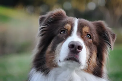 Bruin-witte langharige hond kijkt schuin omhoog