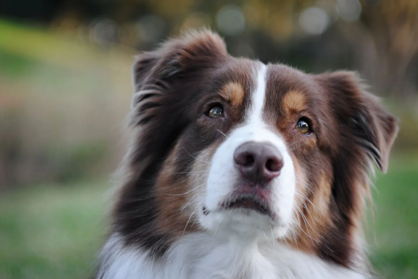 Bruin-witte langharige hond kijkt schuin omhoog