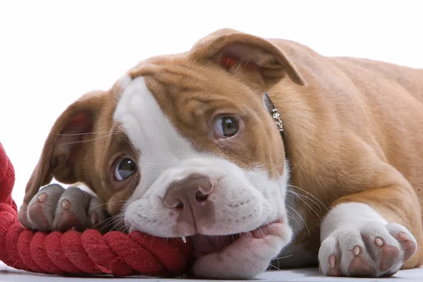 Bruin-witte pup ligt met zijn kop op zijn voorpoten
