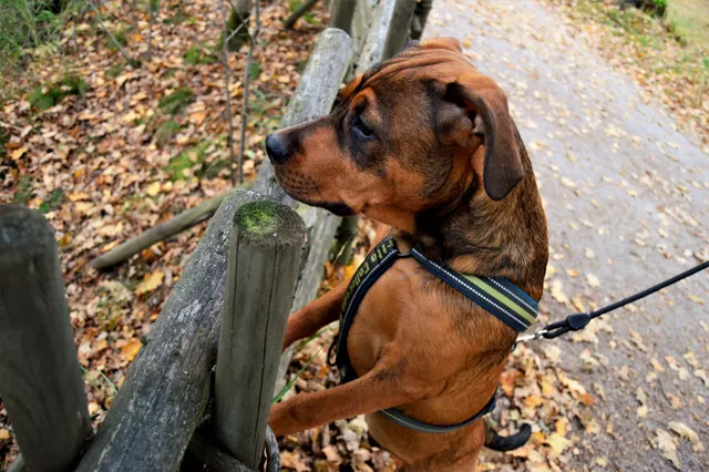 Bruine hond met tuig en lijn kijkt over een houten hek langs een herfstpad