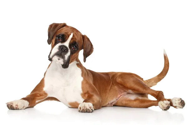 Bruin-witte hond ligt met zijn kop schuin op een witte achtergrond