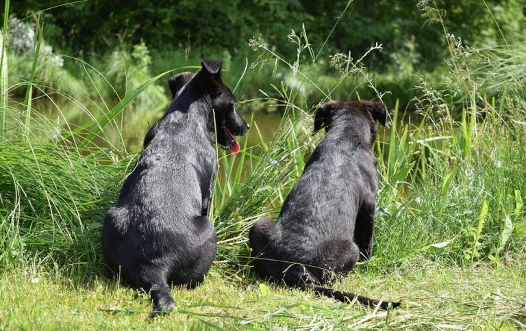 Twee honden zitten naast elkaar in het gras